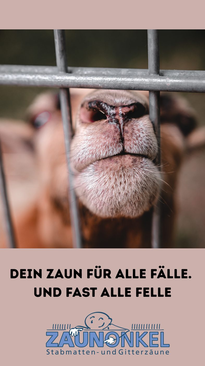 Pfotenzaun Projekt 6